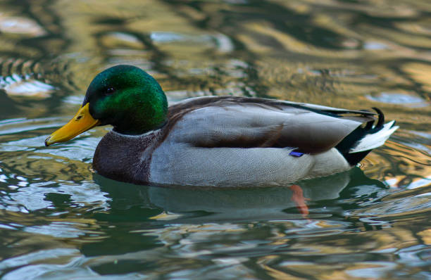 istock Mallard Duck (Anas platyrhynchos) wimming on a pond 1472736812