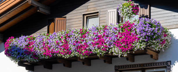 Traditional colorful flower box at the Alps and Dolomites. Summer time. Mix of flowers and colors. General contest of the European Alps stock photo