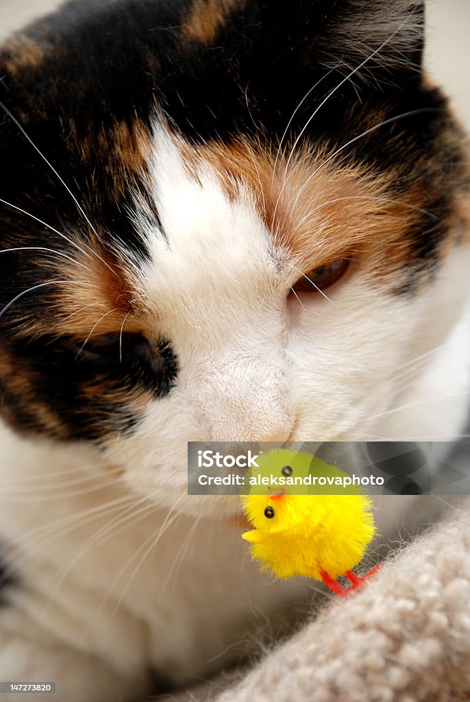 프렌즈 - 로열티 프리 고양잇과 스톡 사진