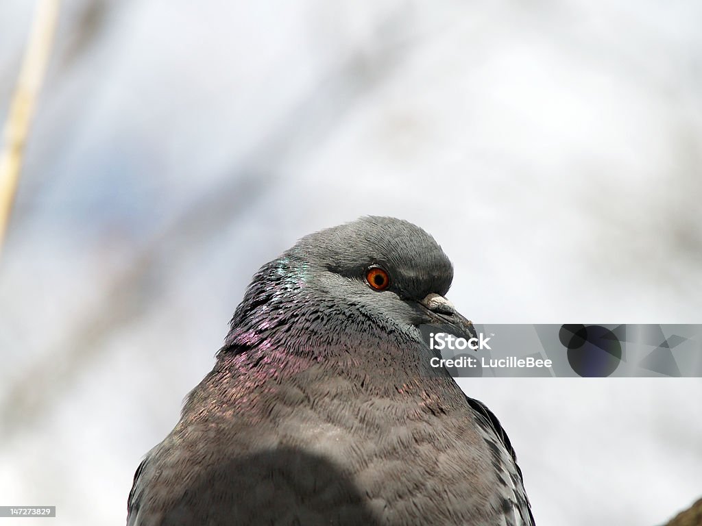 portrait de profil de Pigeon - Photo de Aile d'animal libre de droits