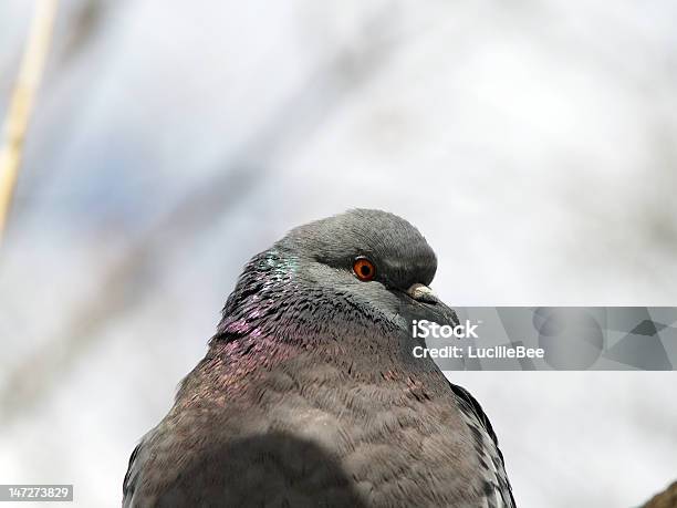 Ritratto Di Profilo Di Piccione - Fotografie stock e altre immagini di Ala di animale - Ala di animale, Ambientazione esterna, Animale