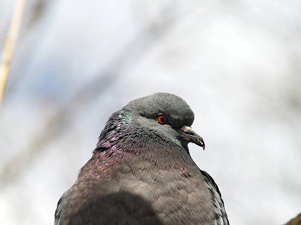 istock Pigeon profile portrait 147273829