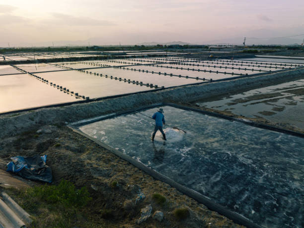 istock Collecting salt on Hon Khoi salt field 1472739810