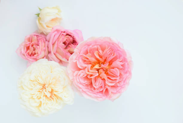 pink and white roses on white background.