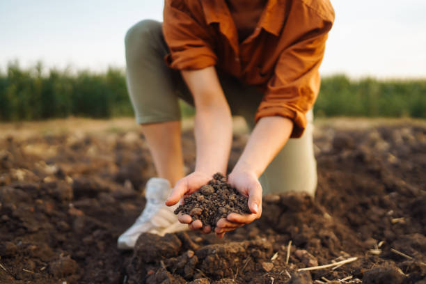 istock Female hands touching soil on the field. 1472740163