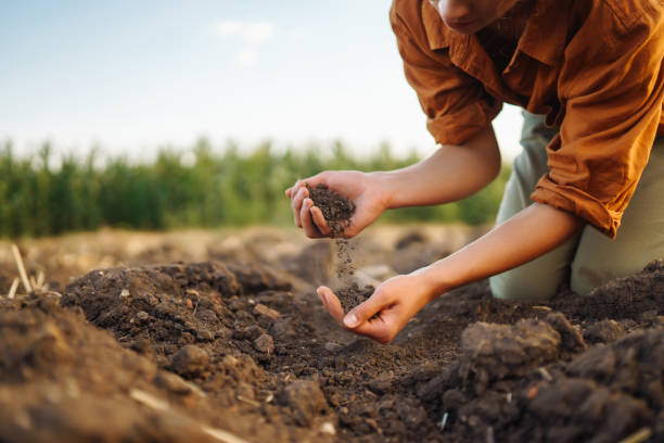 istock Female hands touching soil on the field. 1472740176