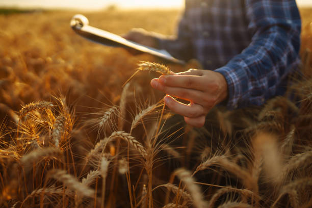 istock Farmer on a wheat field with a tablet in his hands. 1472740215