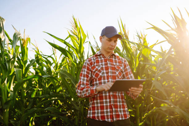 istock Farmer agronomist standing in green field, holding corn leaf in hands and analyzing maize crop. 1472740348