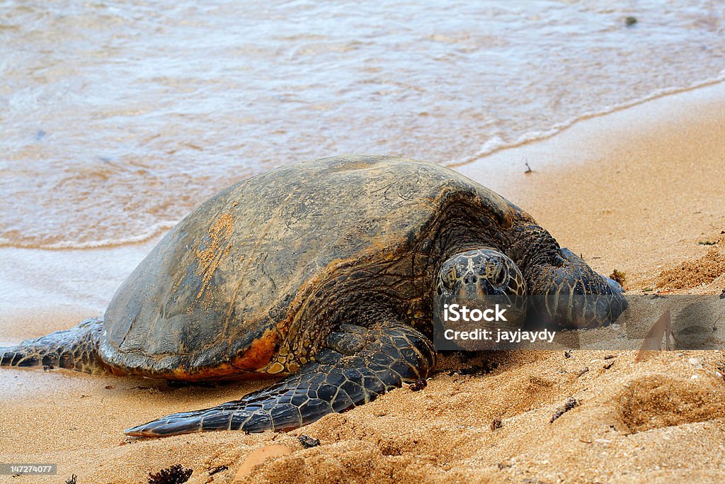 Green Sea Turtle on the Beach This green sea turtle is resting on the beach of North Shore on the island of Oahu in Hawaii, USA. Animal Stock Photo