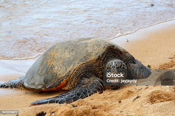 Green Sea Turtle On The Beach Stock Photo - Download Image Now - Animal, Animal Body Part, Animal Fin