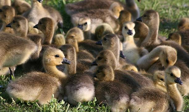 Gosling Family stock photo