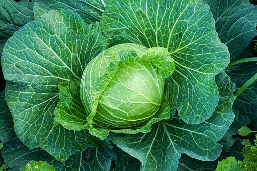 Close-up of cabbage and broccoli plant growing in vegetable garden.