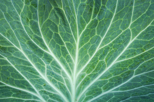 primer plano de la hoja de col verde - leaf vein leaf plant macro fotografías e imágenes de stock