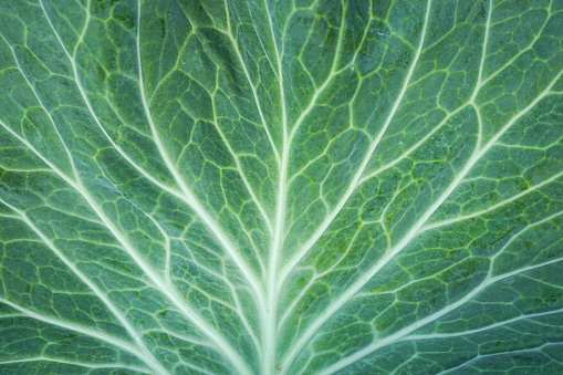 Close up of green cabbage leaf