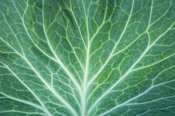 Photo of Close up of green cabbage leaf
