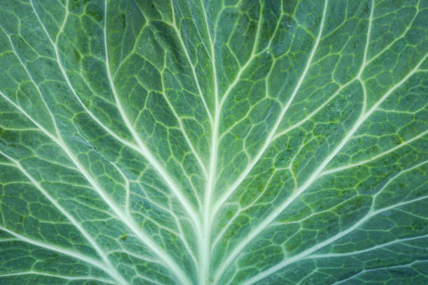 close up of green cabbage leaf - leaf vein imagens e fotografias de stock