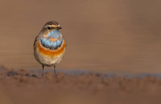 istock Bluethroat bird closeup in Morning 1472742187