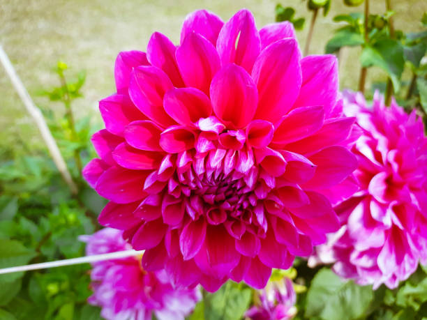 istock Beatiful flower macro photography by rokibul 1472742221