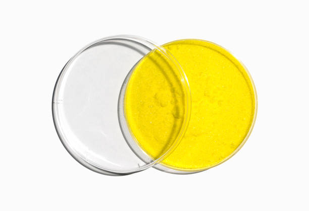 cromato de potássio em pó em placa de petri com tampa plástica sobre mesa de laboratório branca. o produto químico mais comumente usado na fase de banho de imersão pelo qual o revestimento é aplicado. - chemistry white petri dish design - fotografias e filmes do acervo