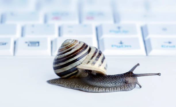istock Close up of a snail 147274350