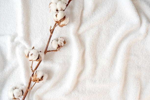 getrockneter zweig der baumwollpflanze mit blumen auf weichem weißem elegance-handtuch, platz für text - cotton flower textile macro stock-fotos und bilder