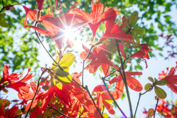 istock Japanese garden in Springtime, Sunbeam thought the leaves 1472743636