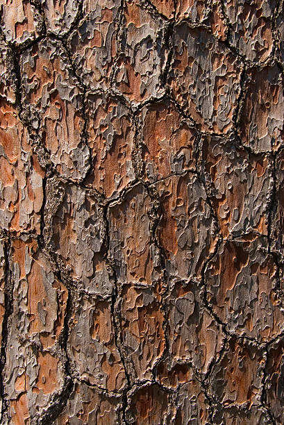 Bark of pine tree stock photo