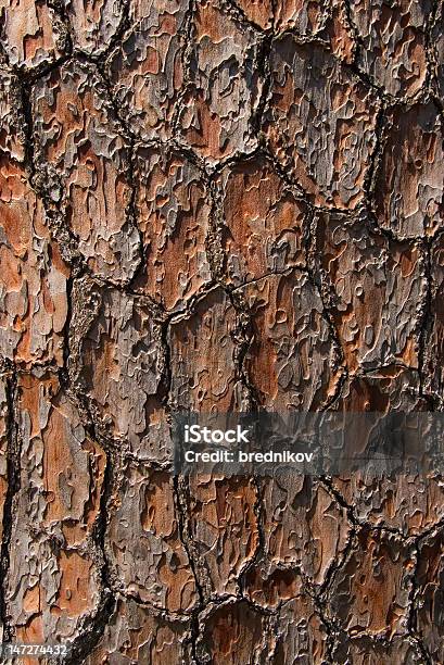 Bark Of Pine Tree Stock Photo - Download Image Now - Backgrounds, Brown, Green Color