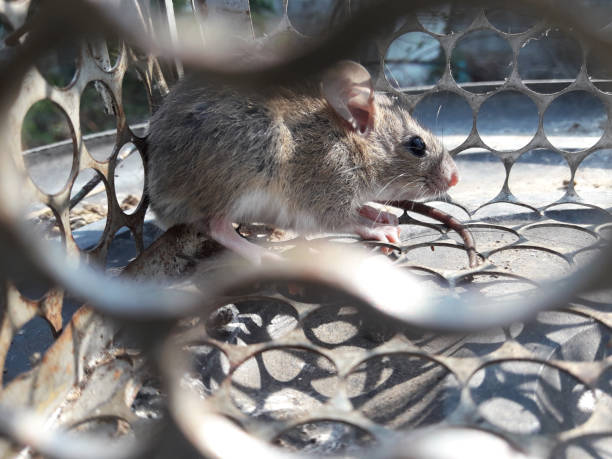 istock Rat in cage mousetrap 1472744386