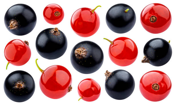 白い背景に分離された黒と赤のカラント - currant red currant red fruit ストックフォトと画像