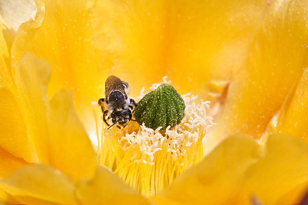 Bee on a bloom A bee works his magic in the center of a yellow prickly pear cactus blossom. sonoran desert cactus prickly pear cactus single flower stock pictures, royalty-free photos & images