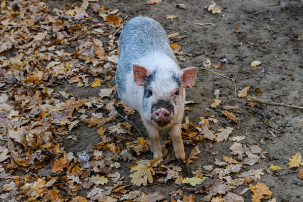 Pig in paddock at farm at countryside