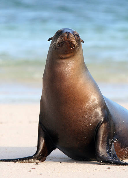 istock Sea Lion Stares 147274535