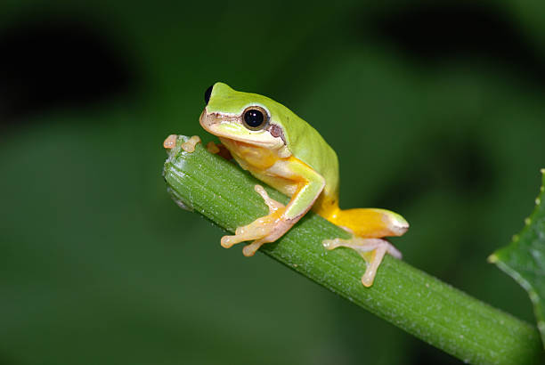 Green Tree Frog stock photo