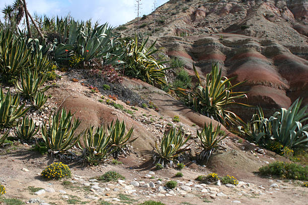 cactus on cliffs stock photo