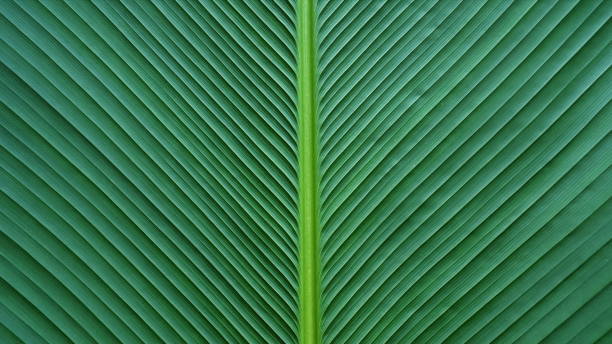 istock Banana leaf background texture. Green banana leaf with fiber lines texture. 1472746121
