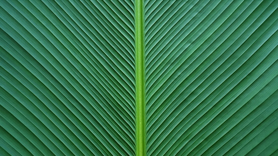 Monstera leaves on green background in sunlight, 3d render.