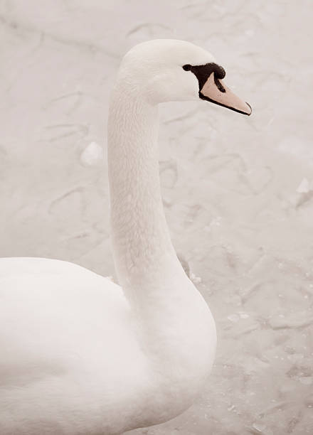 Swan stock photo