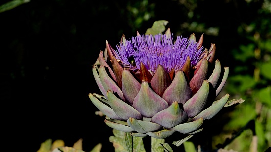 Artichoke Flower in Bloom. Brittany is a well-known growing area for artichokes.
