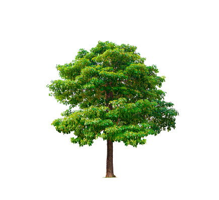 Big Canopy White cheesewood Tree on Isolated white background with clipping path (Alstonia scholaris, Devil tree, Blackboard tree).
