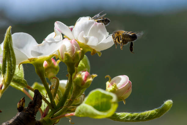 istock Bees looking for pollen or nectar among the first spring flowers 1472746377
