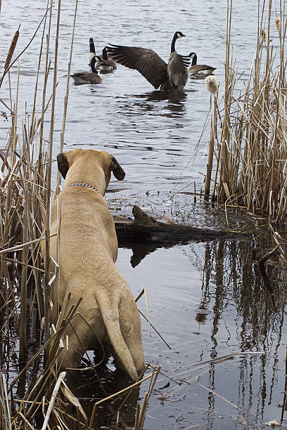 Dog and Geese stock photo