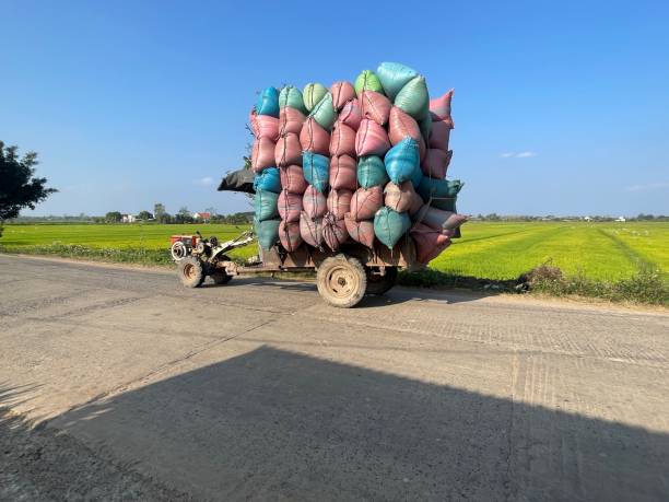 istock Rice field in Daklak, Vietnam 1472747330