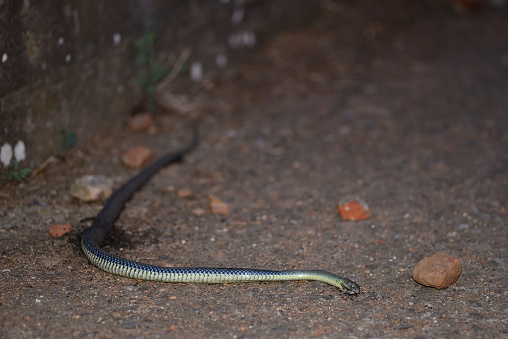 bastard or Montpellier snake (Malpolon monspessulanus) dead in the street