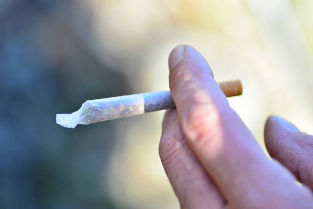 istock mariguana or marijuana, also known as cannabis. Man hands rolling a joint or rolling tobacco 1472747549