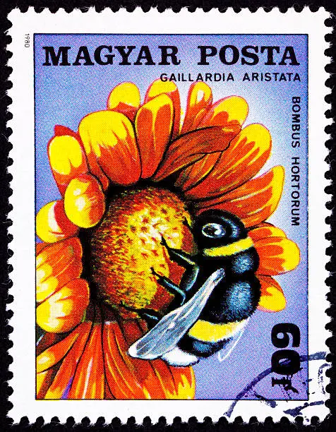 Garden bumblebee, Bombus hortorum, on Common Blanketflower, Gaillardia Aristata. - See lightbox for more