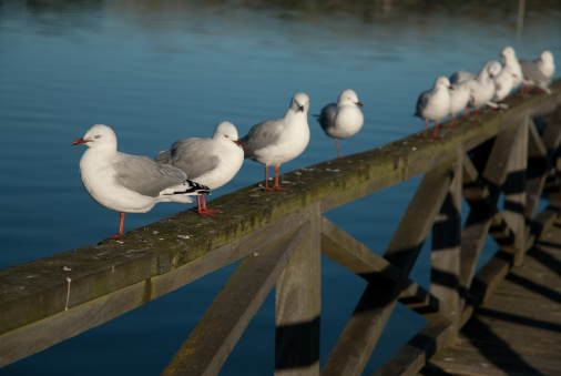 10 seagull sitting on a Jetty at Porirua Harbour in Titahi Bay, Wellington, New Zealand at dusk