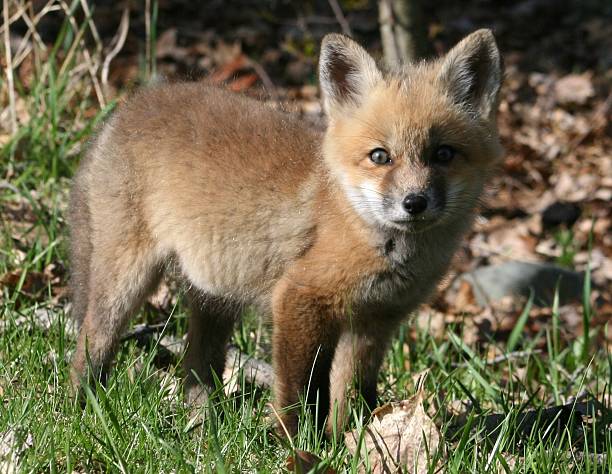 Foxy stock photo