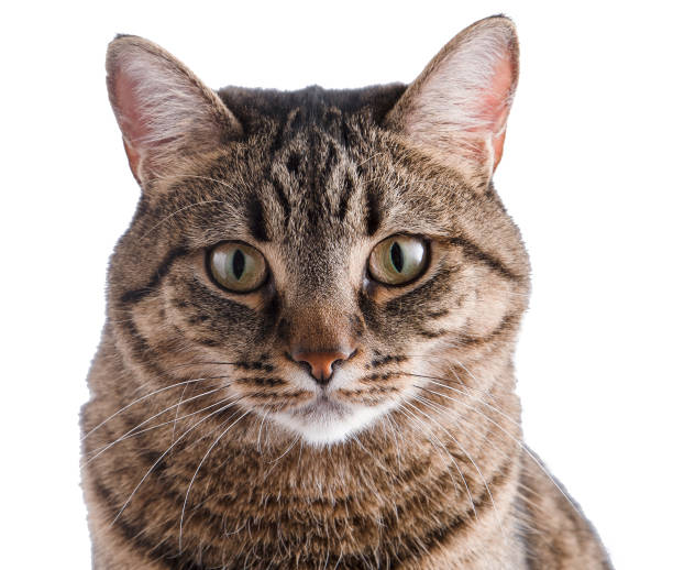 Close-up portrait of a cat. A cat of a European breed looks into the frame. Brown gray striped fluffy. Pet stock photo