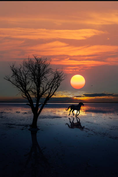 Lonely horse running on water at sunset